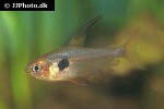 hyphessobrycon sweglesi hyphessobrycon sweglesi