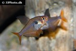hyphessobrycon sweglesi hyphessobrycon sweglesi