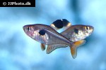 hyphessobrycon sweglesi hyphessobrycon sweglesi