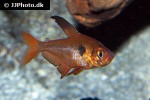 hyphessobrycon sweglesi hyphessobrycon sweglesi