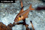 hyphessobrycon sweglesi hyphessobrycon sweglesi