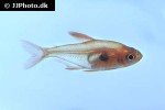 hyphessobrycon sweglesi hyphessobrycon sweglesi