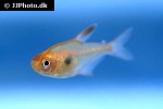 hyphessobrycon sweglesi hyphessobrycon sweglesi