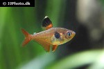 hyphessobrycon sweglesi hyphessobrycon sweglesi