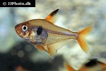 hyphessobrycon sweglesi hyphessobrycon sweglesi