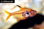 hyphessobrycon sweglesi hyphessobrycon sweglesi