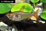 hyphessobrycon sweglesi hyphessobrycon sweglesi