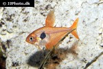 hyphessobrycon sweglesi hyphessobrycon sweglesi