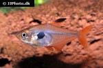 hyphessobrycon sweglesi hyphessobrycon sweglesi