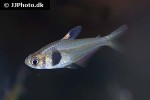 hyphessobrycon takasei hyphessobrycon takasei