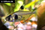hyphessobrycon takasei hyphessobrycon takasei