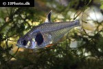 hyphessobrycon takasei hyphessobrycon takasei