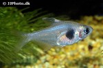 hyphessobrycon takasei hyphessobrycon takasei