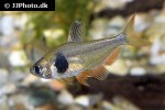 hyphessobrycon takasei hyphessobrycon takasei