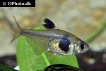 hyphessobrycon takasei hyphessobrycon takasei