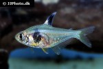 hyphessobrycon takasei hyphessobrycon takasei