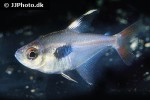 hyphessobrycon takasei hyphessobrycon takasei