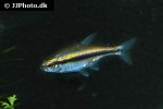 hyphessobrycon vilmae hyphessobrycon vilmae