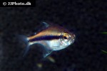 hyphessobrycon vilmae hyphessobrycon vilmae
