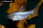 hyphessobrycon wadai hyphessobrycon wadai