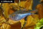 hyphessobrycon wadai hyphessobrycon wadai