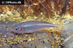 hyphessobrycon wadai hyphessobrycon wadai