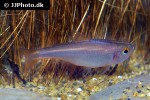 hyphessobrycon wadai hyphessobrycon wadai