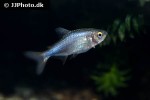 hyphessobrycon wadai hyphessobrycon wadai