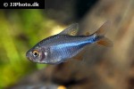hyphessobrycon wadai hyphessobrycon wadai