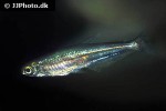 iguanodectes cf spilurus iguanodectes cf spilurus