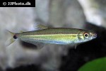 iguanodectes geisleri iguanodectes geisleri