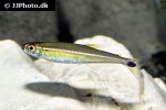iguanodectes geisleri iguanodectes geisleri