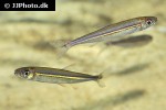 iguanodectes geisleri iguanodectes geisleri
