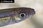 iguanodectes geisleri iguanodectes geisleri