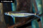 iguanodectes geisleri iguanodectes geisleri