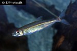 iguanodectes geisleri iguanodectes geisleri
