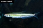 iguanodectes geisleri iguanodectes geisleri