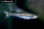 iguanodectes purusii iguanodectes purusii