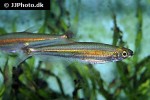 iguanodectes spilurus iguanodectes spilurus