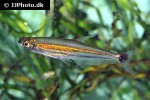 iguanodectes spilurus iguanodectes spilurus