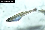iguanodectes spilurus iguanodectes spilurus