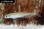iguanodectes spilurus iguanodectes spilurus