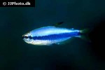 inpaichthys kerri inpaichthys kerri