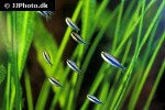 inpaichthys kerri inpaichthys kerri