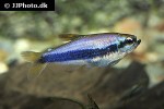 inpaichthys kerri inpaichthys kerri
