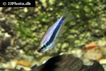 inpaichthys kerri inpaichthys kerri