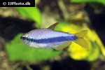 inpaichthys kerri inpaichthys kerri