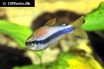 inpaichthys kerri inpaichthys kerri