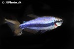 inpaichthys kerri inpaichthys kerri