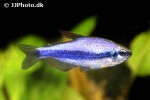 inpaichthys kerri inpaichthys kerri